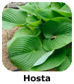 Hosta